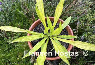 Hosta Focal Point